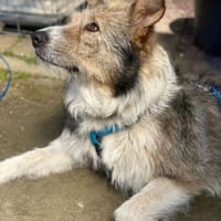 Andy sucht Zuwendung und Konsequenz, Hund zur Adoption