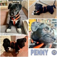 PENNY -Rundum tolles Hundekind-, Hündin zur Adoption