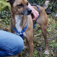Floki, offen, freundlich, klug, Hund zur Adoption