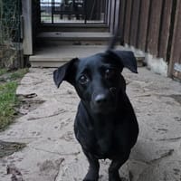 Bezaubernde rüstige Seniorin Manyka, Hündin zur Adoption