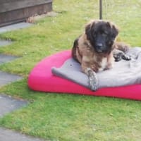 Bobi auf Pflegestelle in 29594, Hund zur Adoption