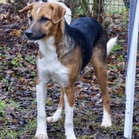 Hooker, agil, verspielt, neugierig, Hund zur Adoption