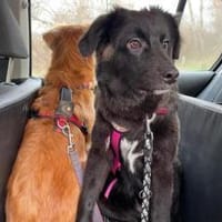 Wer kann der kleinen Frieda helfen?, Hündin zur Adoption