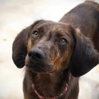 Hollie zarter Rüde aus dem Tierschutz, Hund zur Adoption