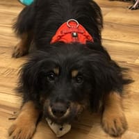 Mendrino unser Chameur..., Hund zur Adoption