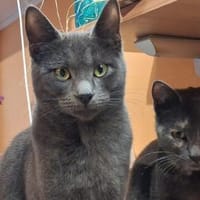 Möchte Ihre Familie Silver aufnehmen?, Kater zur Adoption