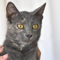 Hübsche Sally sucht Zuhause, Katze zur Adoption