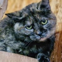 Sunny, Katze zur Adoption
