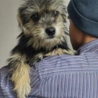 Benjamin 34 cm (Pflegestelle), Hund zur Adoption