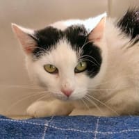 Spicy, Katze zur Adoption
