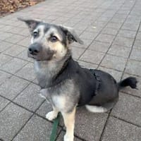 San - Die Feinfühlige, Hündin zur Adoption