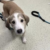 Unsere süße Dragosch, Hündin zur Adoption