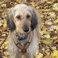 🧡Tosca - in Deutschland zur Pflege, Hündin zur Adoption