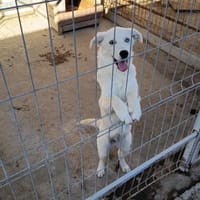 Stella, lieb, treu und freundlich, Hündin zur Adoption