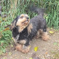 Freundliche Feline sucht Familie, Hündin zur Adoption