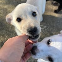 Top Bro, chien à adopter