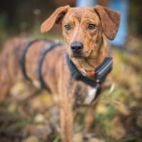 🧡Emilia - in Deutschland auf Pflege, Hündin zur Adoption