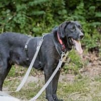 Jake Sully sucht seine eigene Familie, Hund zur Adoption