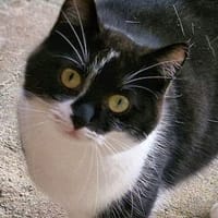 Moni, Katze zur Adoption