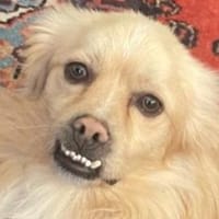 LEO - in 49406 Eydelstedt, Hund zur Adoption