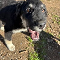 nero, chien à adopter