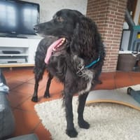💜Medoro - in Deutschland zur Pflege, Hund zur Adoption