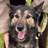 Zuhause gesucht für Lambada, Hündin zur Adoption