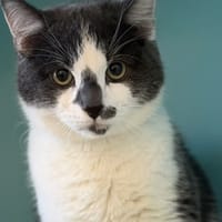 Cosmo CAB4975, chat à adopter