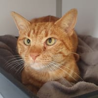 Crevette, chat à adopter