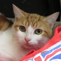 ARIELLE, chatte à adopter