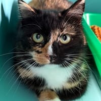 CHARDEN, chatte à adopter