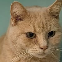 Pilou CAB4972, chat à adopter