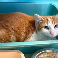 PEPITE, chatte à adopter