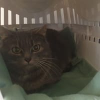 Mistigri, chatte à adopter