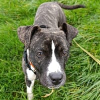 Hello Kitty, chienne à adopter