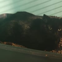 MUSTARD, chatte à adopter