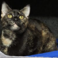 TALI, chatte à adopter