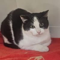 ARTY, chat à adopter