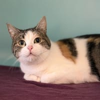 Palette CAB4973, chatte à adopter