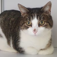 KERYS, chatte à adopter