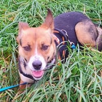 Dora l'exploratrice, chienne à adopter