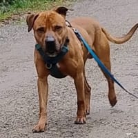 Bugs Bunny, chien à adopter