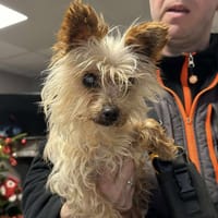 BLANCHETTE, chienne à adopter