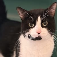 Panda CAB4971, chat à adopter