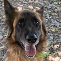 PONGO, chien à adopter