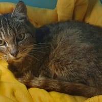 Aurora, chatte à adopter