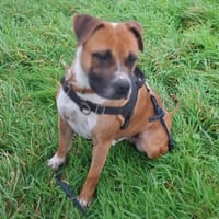 Betty Boop, chienne à adopter