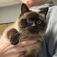 MIMINE, chatte à adopter