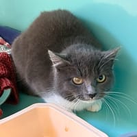 STONE, chatte à adopter