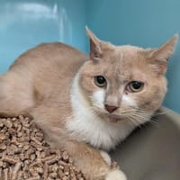 SEQOUIA, chat à adopter